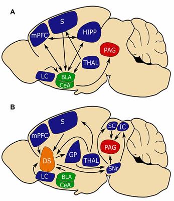 Roles for the Dorsal Striatum in Aversive Behavior